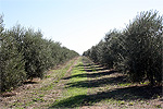 Campos de cultivo propios